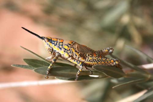 Réf. 239 811 : Poekilocerus bufonius
